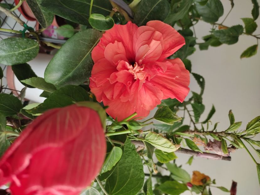  - Hibiscus 2 2023
