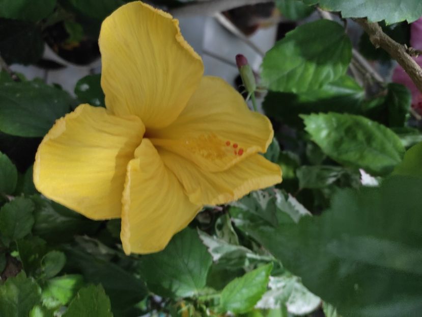  - Hibiscus 2 2023