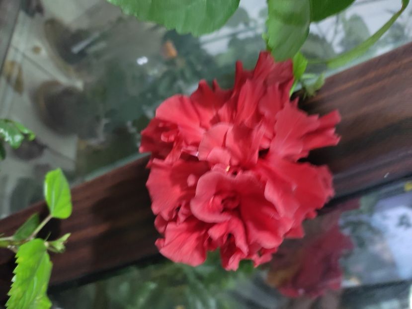 - Hibiscus 2 2023