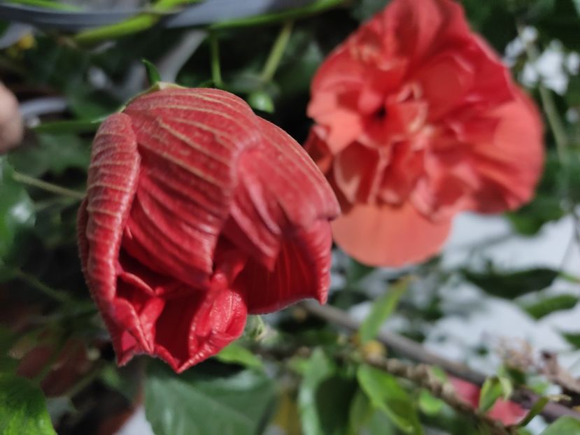  - Hibiscus 2 2023