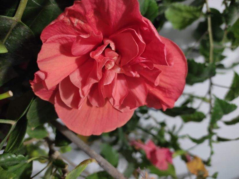  - Hibiscus 2 2023