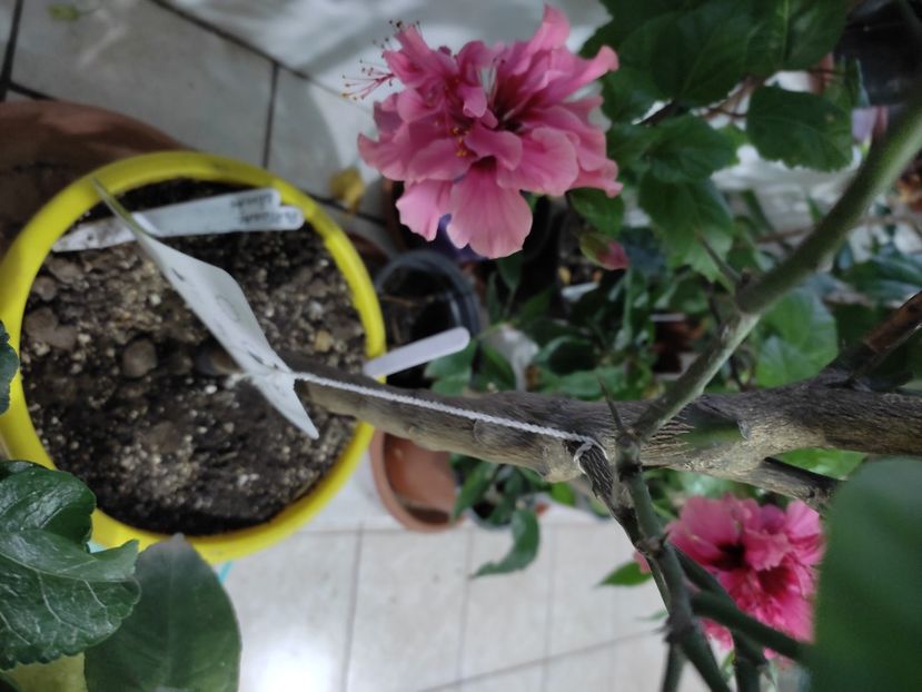  - Hibiscus 2 2023