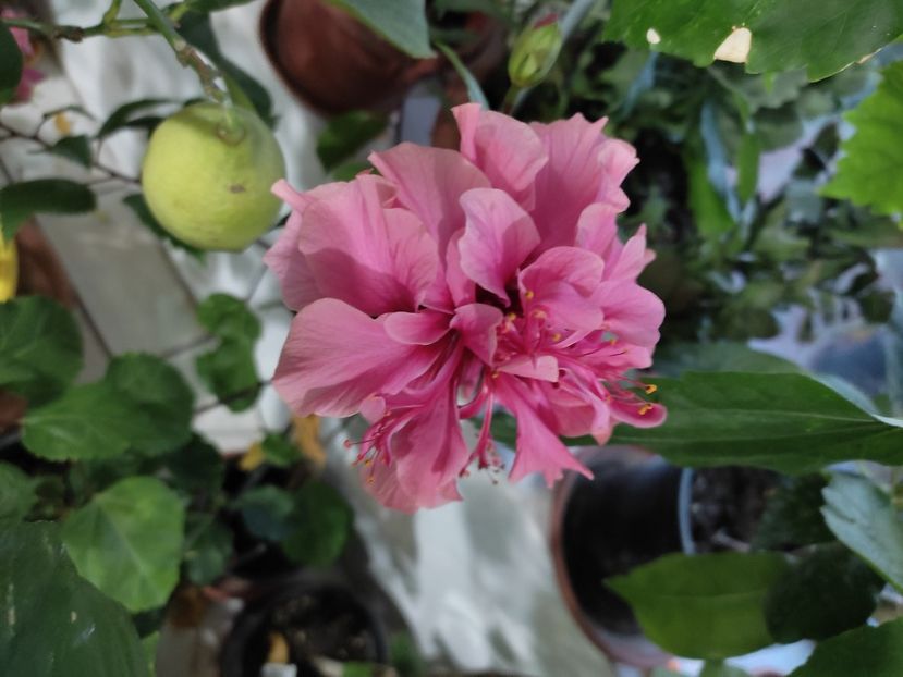  - Hibiscus 2 2023