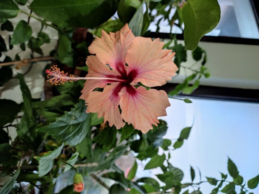  - Hibiscus 2 2023