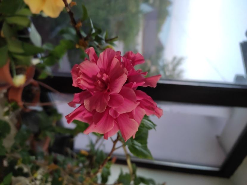  - Hibiscus 2 2023
