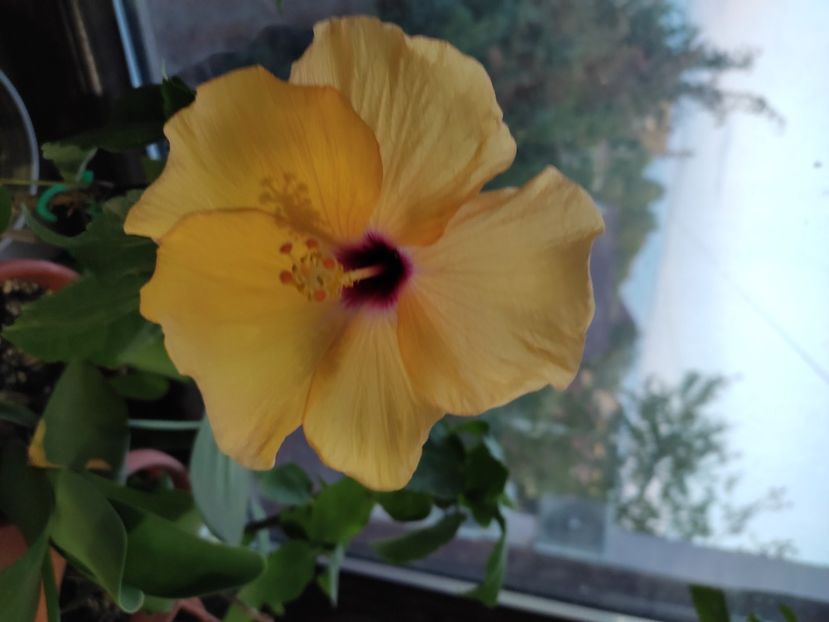  - Hibiscus 2 2023