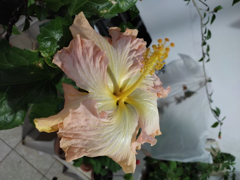  - Hibiscus 2 2023