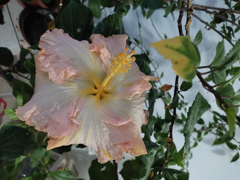  - Hibiscus 2 2023