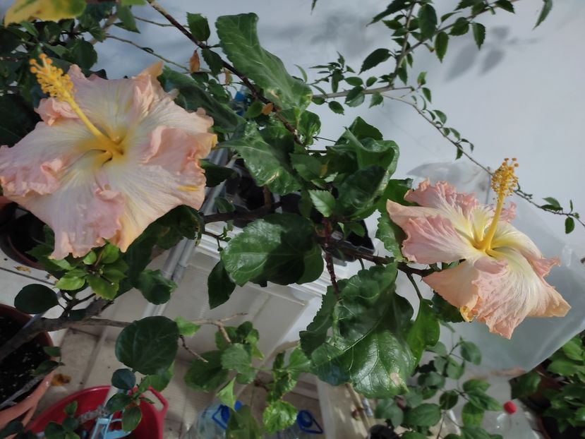  - Hibiscus 2 2023