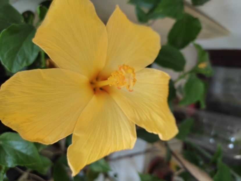  - Hibiscus 2 2023
