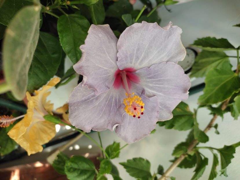  - Hibiscus 2 2023
