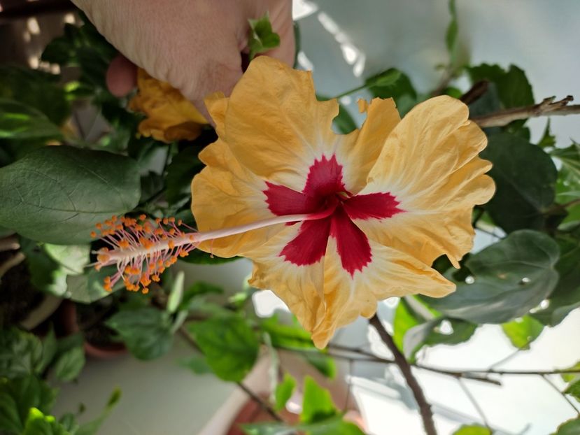  - Hibiscus 2 2023