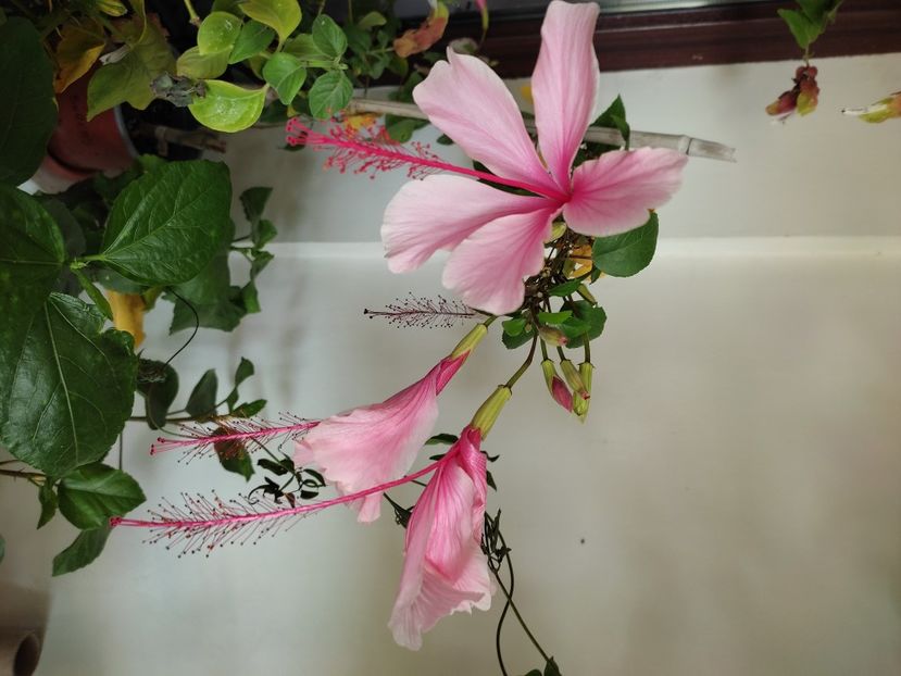  - Hibiscus 2 2023