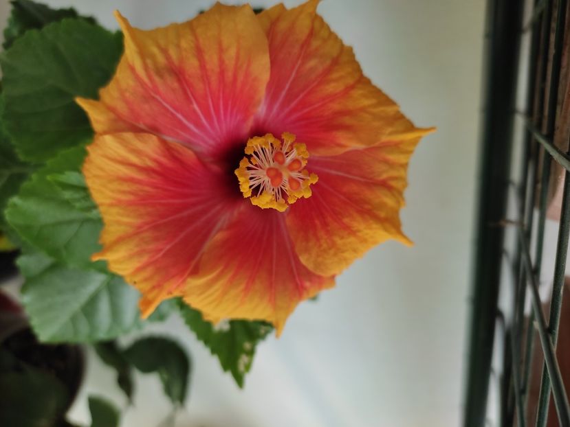  - Hibiscus 2 2023