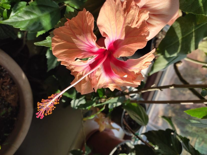  - Hibiscus 2 2023