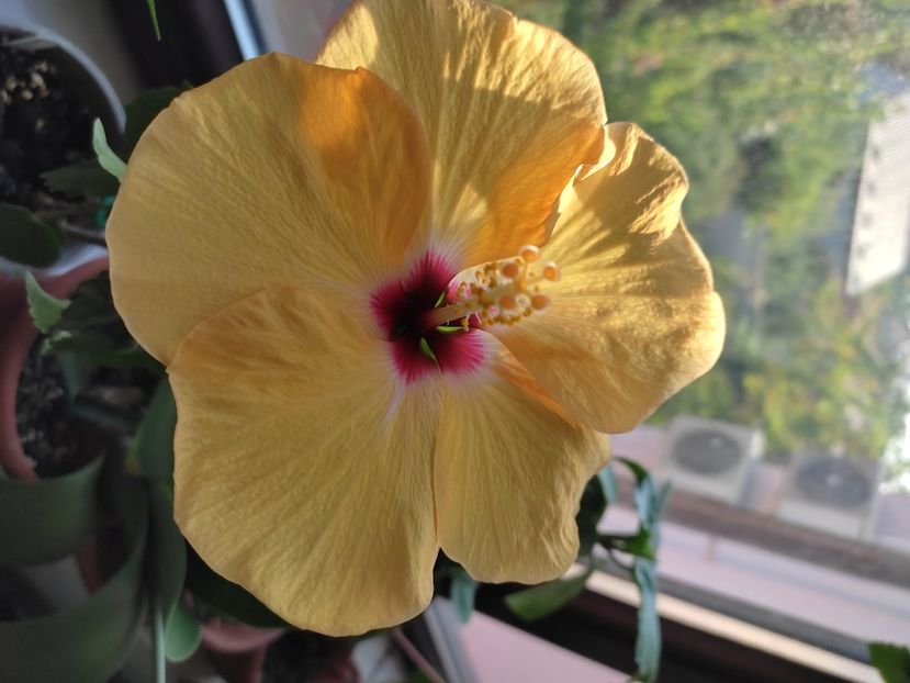  - Hibiscus 2 2023