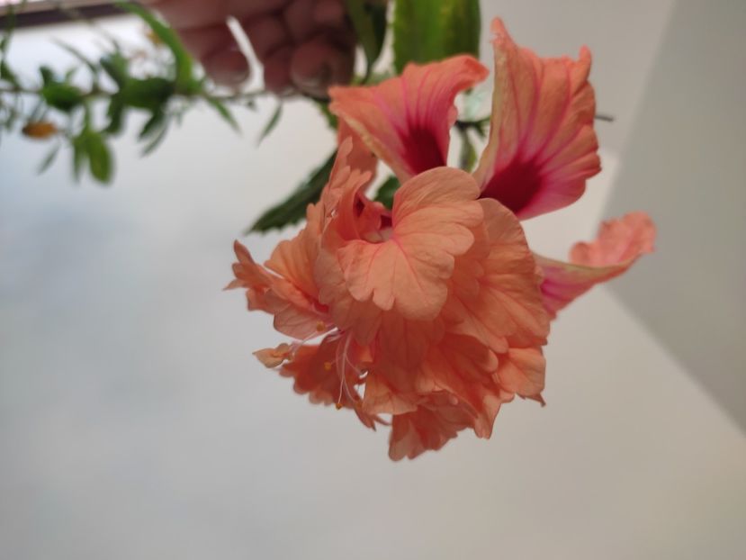  - Hibiscus 2 2023