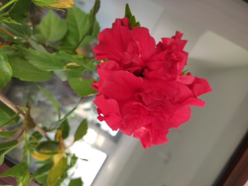  - Hibiscus 2 2023