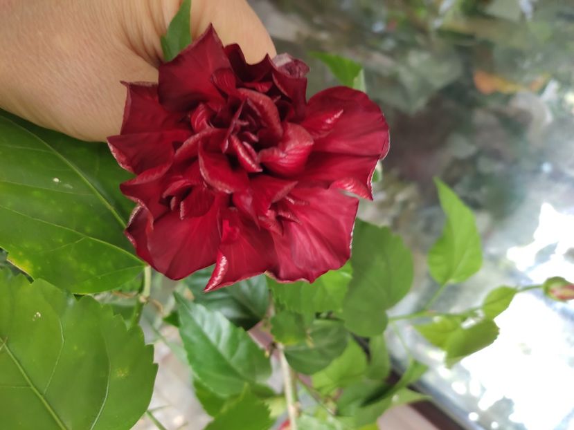  - Hibiscus 2 2023
