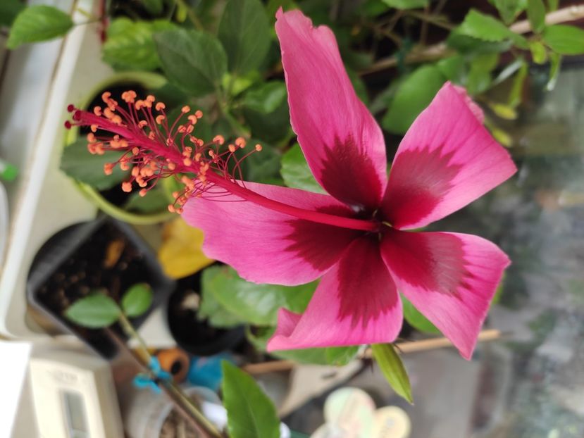  - Hibiscus 2 2023