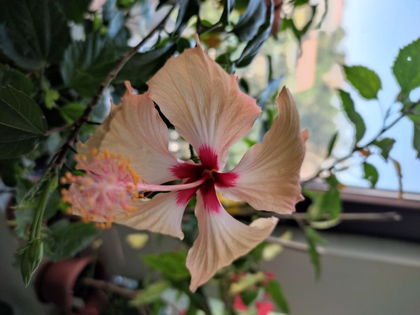  - Hibiscus 2 2023
