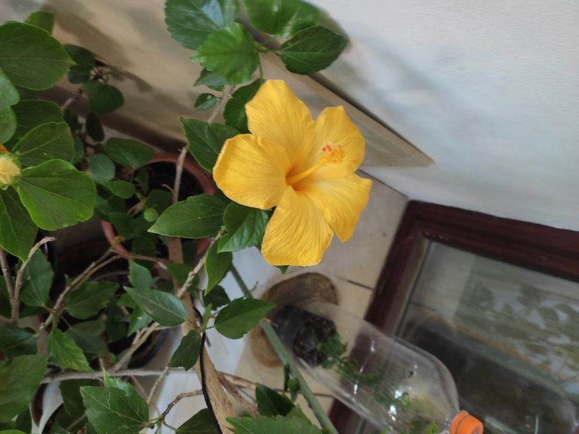  - Hibiscus 2 2023