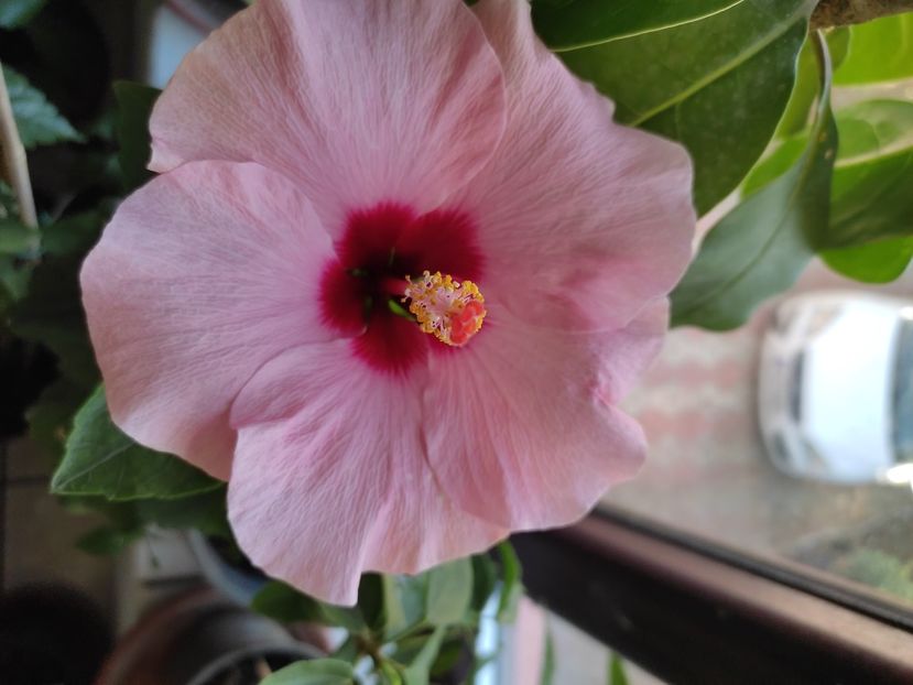  - Hibiscus 2 2023