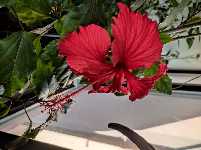  - Hibiscus 2 2023