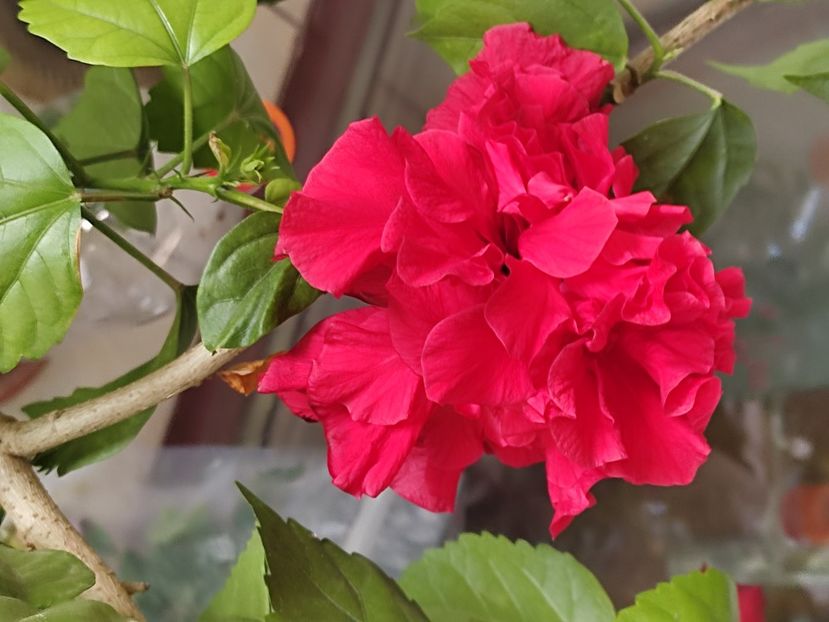  - Hibiscus 2 2023