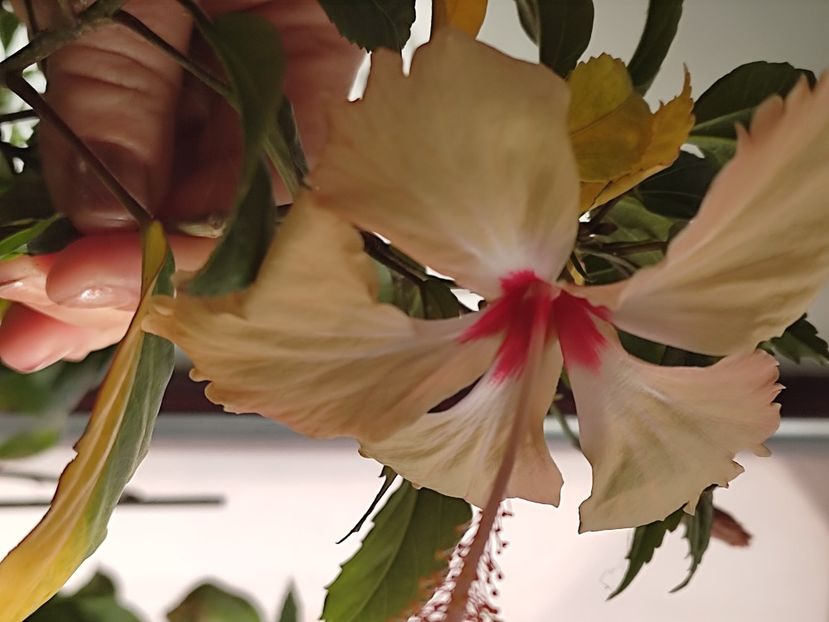  - Hibiscus 2 2023