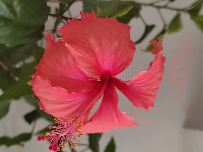  - Hibiscus 2 2023