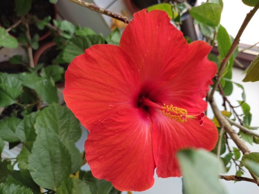  - Hibiscus 2 2023