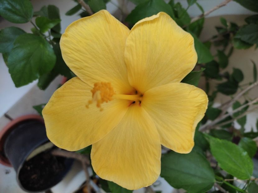  - Hibiscus 2 2023