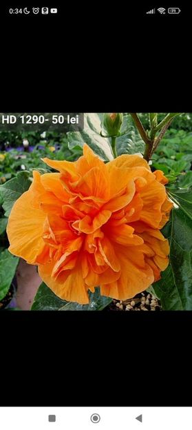 Screenshot_2023-10-08-00-34-56-967_com.facebook.katana - Hibiscus 2 2023