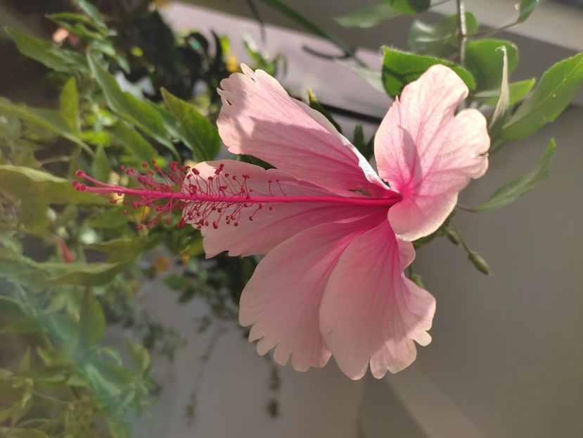  - Hibiscus 2 2023