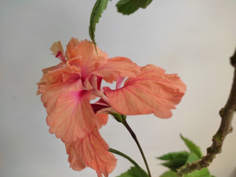  - Hibiscus 2 2023