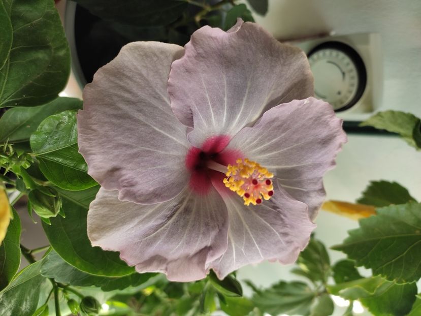  - Hibiscus 2 2023