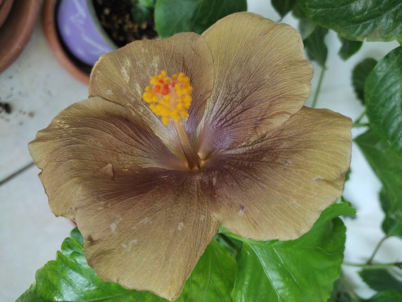  - Hibiscus 2 2023