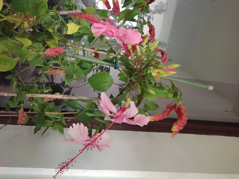  - Hibiscus 2 2023