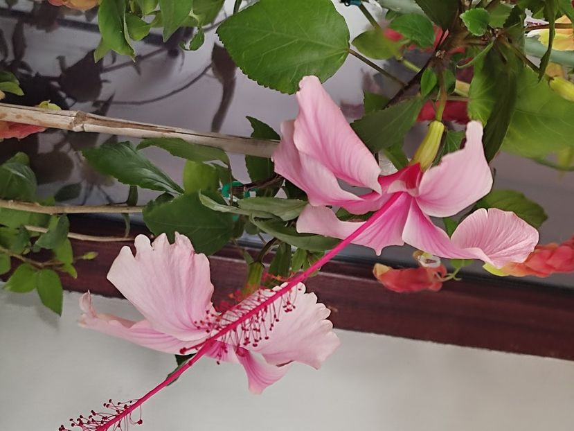  - Hibiscus 2 2023
