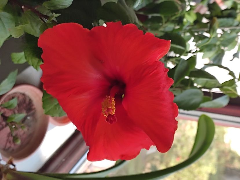  - Hibiscus 2 2023