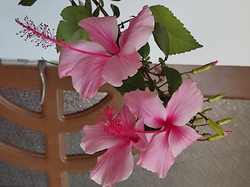  - Hibiscus 2 2023