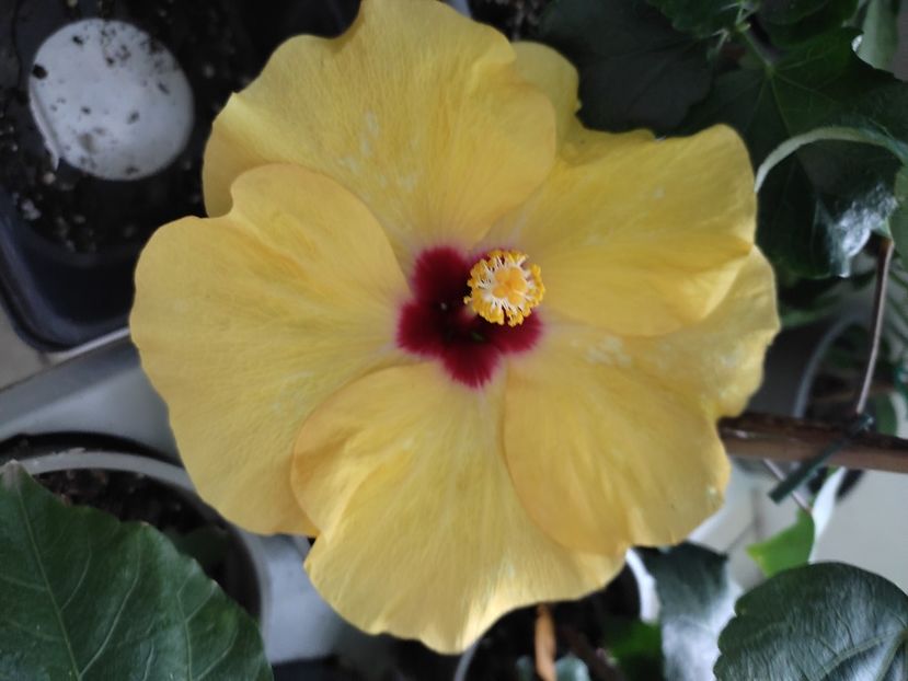  - Hibiscus 2 2023