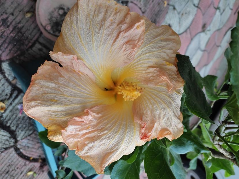  - Hibiscus 2 2023