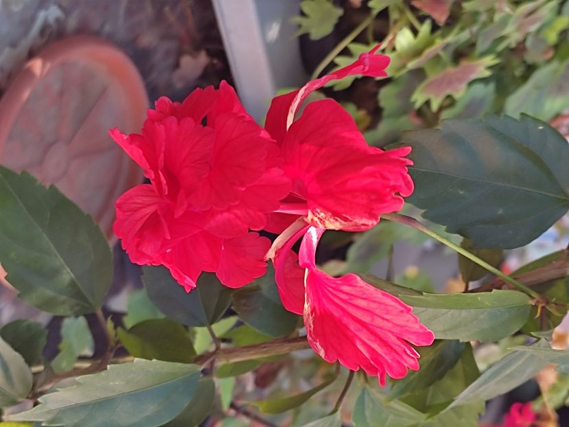  - Hibiscus 2 2023