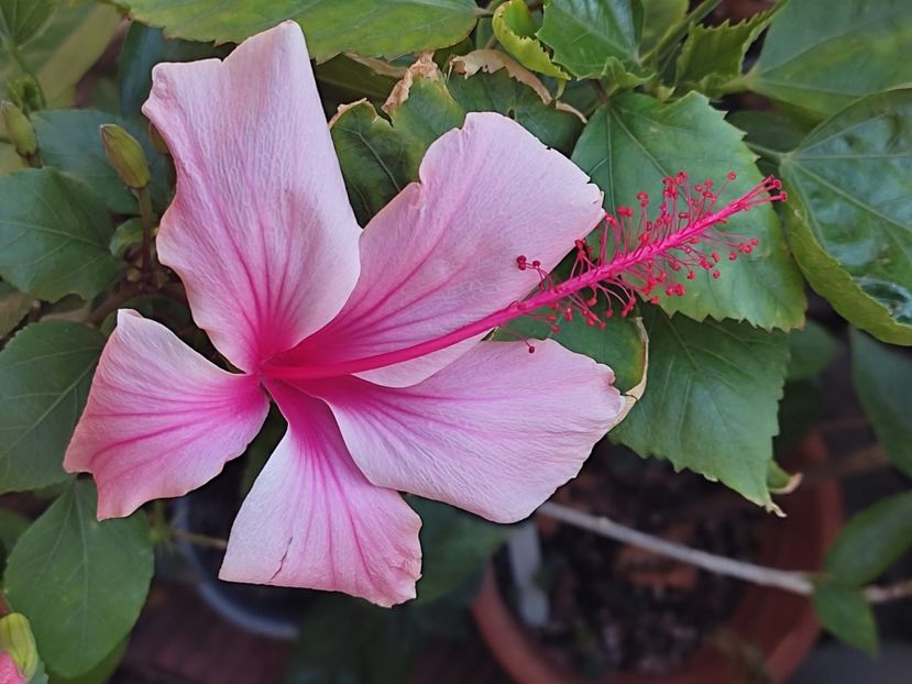  - Hibiscus 2 2023