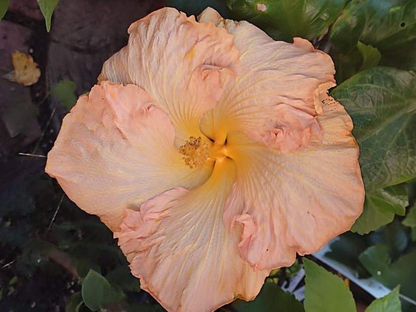  - Hibiscus 2 2023