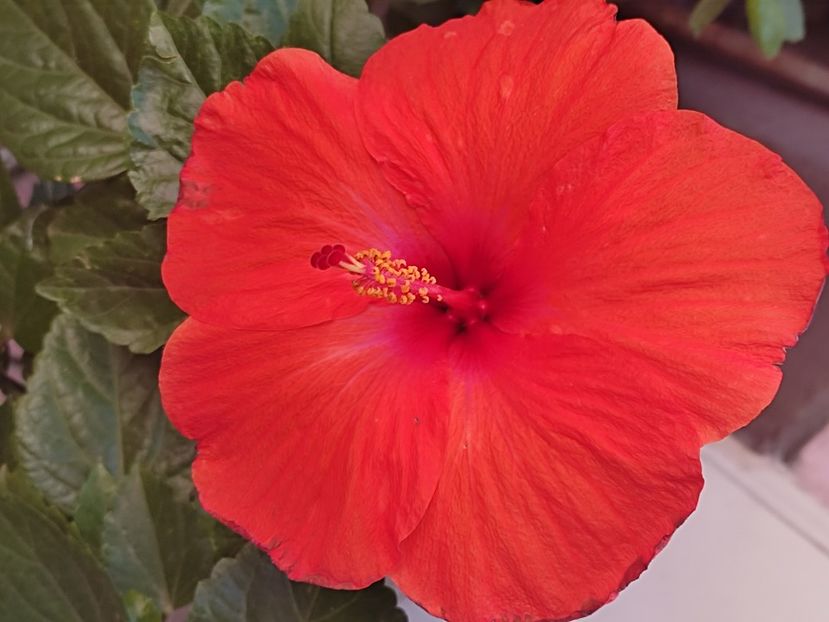  - Hibiscus 2 2023