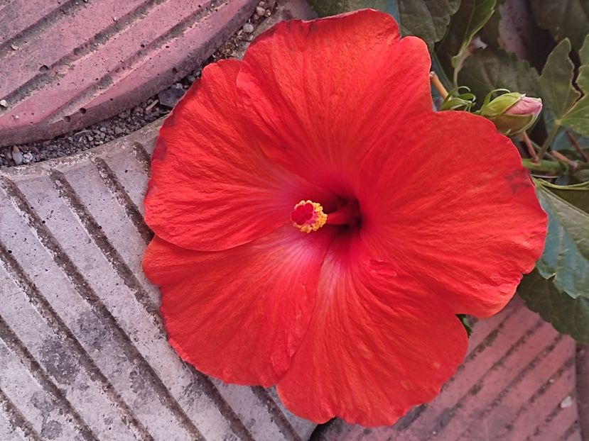  - Hibiscus 2 2023