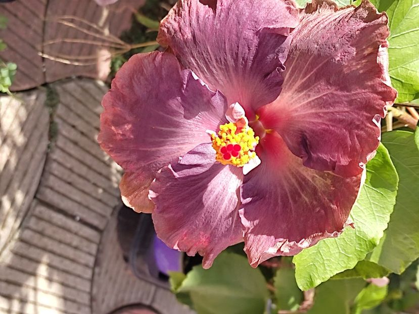  - Hibiscus 2 2023